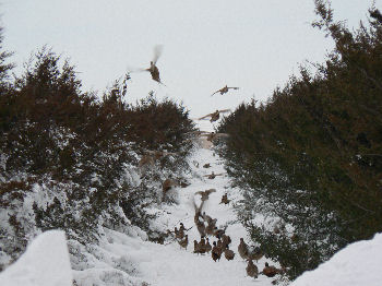 Cedar row with pheasants.