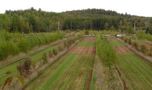 The hybrid poplar-hardwood intercropping system at St. Edouard site (Qu�bec, Canada) in fall 2006 during the third season of growth, showing the winter wheat emergence and the comparison of two alley treatments (annual crop rotation vs bare soil). (Photo courtesy of D. Rivest.)