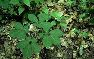 American ginseng (Panax quinquefolius) is o­ne of o­nly a few nontimber forest products for which methods of intensive cultivation in a forest environment have been devised. (Photo courtesy UMCA)