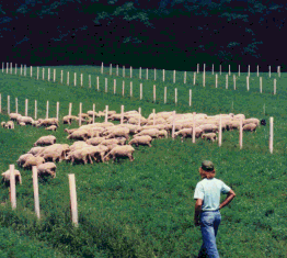 Silvopasture Systems Demonstrated by AgroForest Wisconsin