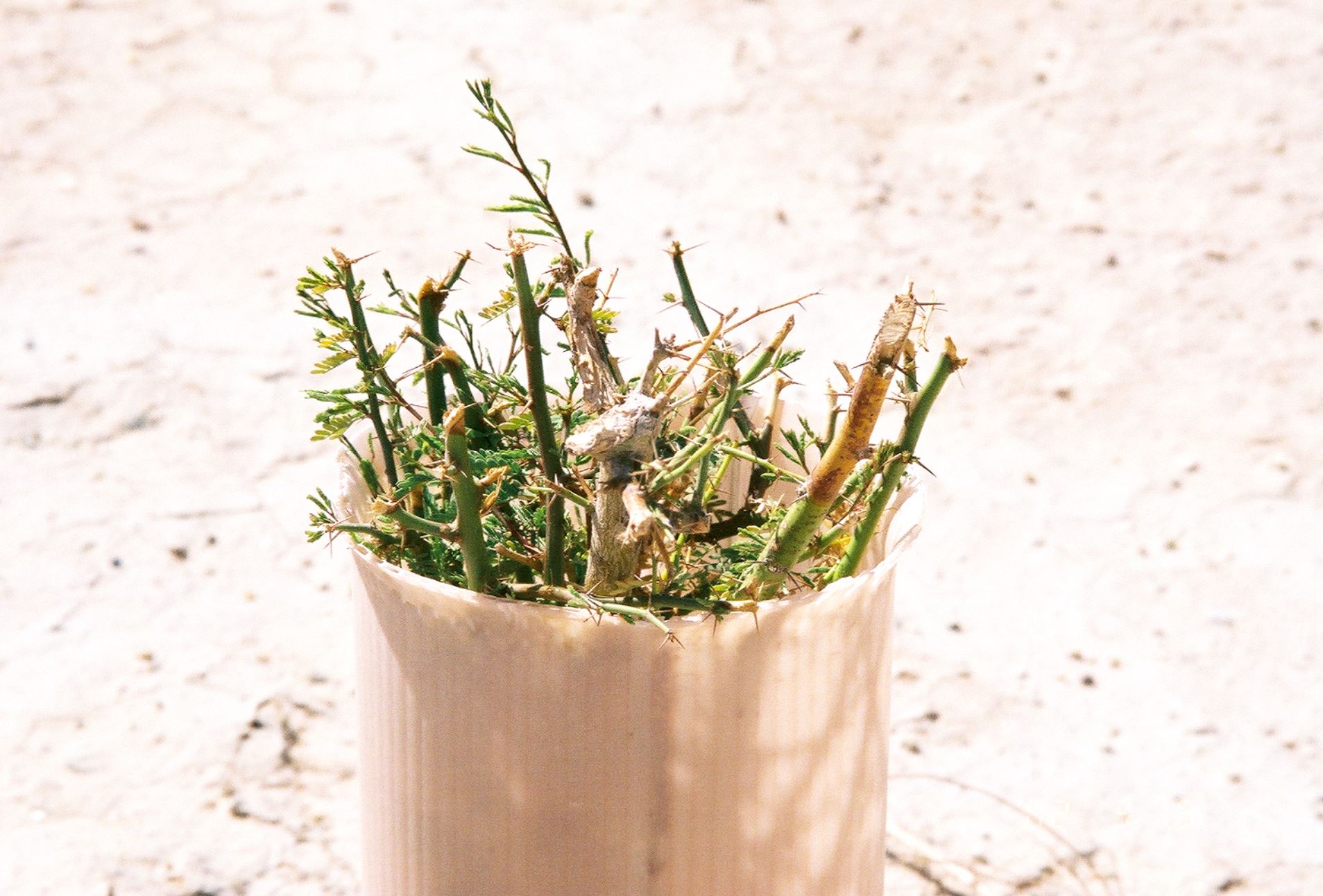 Figure 2 Herbivory was a persistent problem in the low desert. Mesquite was kept at or near the top of the tree shelter for years