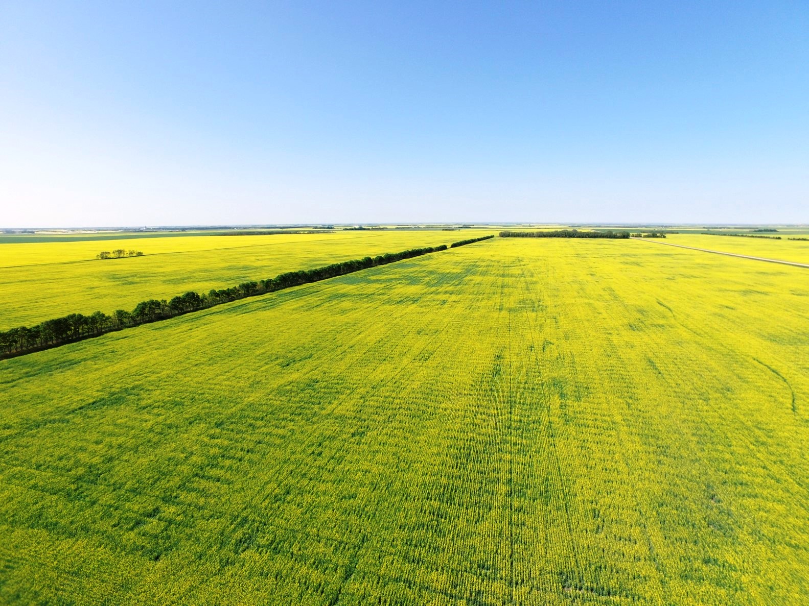 Figure 1 Planted shelterbelt within the prairie agro ecosystem