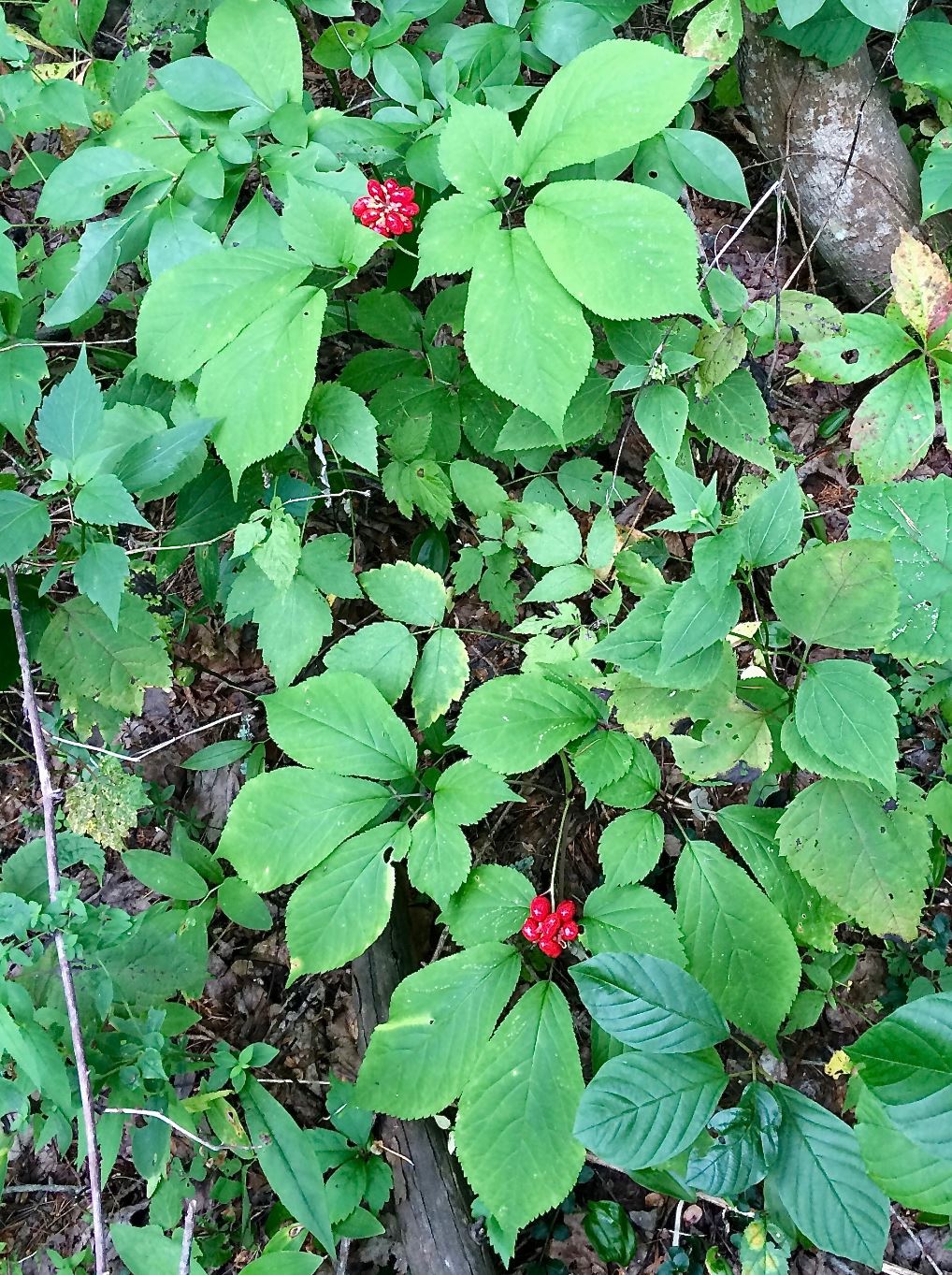 north american ginseng plant