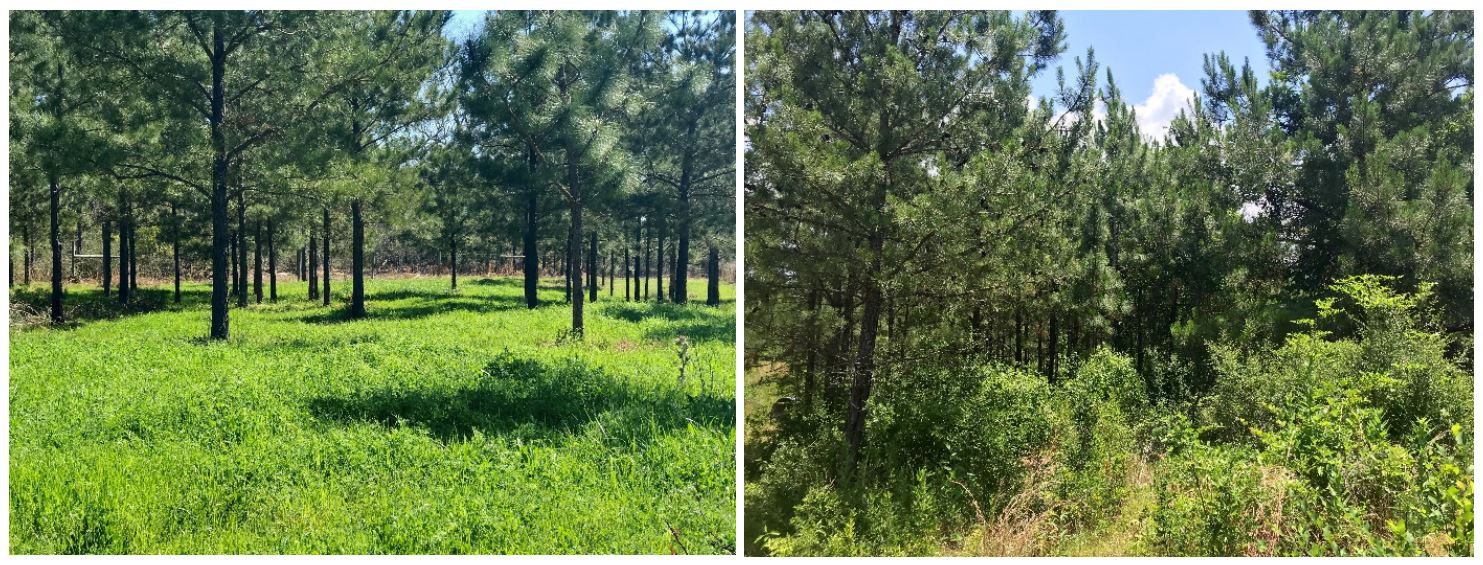 Figure 1 Southern-pine silvopasture (left) and southern-pine/hardwood mixed woodland (right) systems at the Atkins Agroforestry Research and Demonstration Site, Tuskegee University, Tuskegee, Alabama, USA