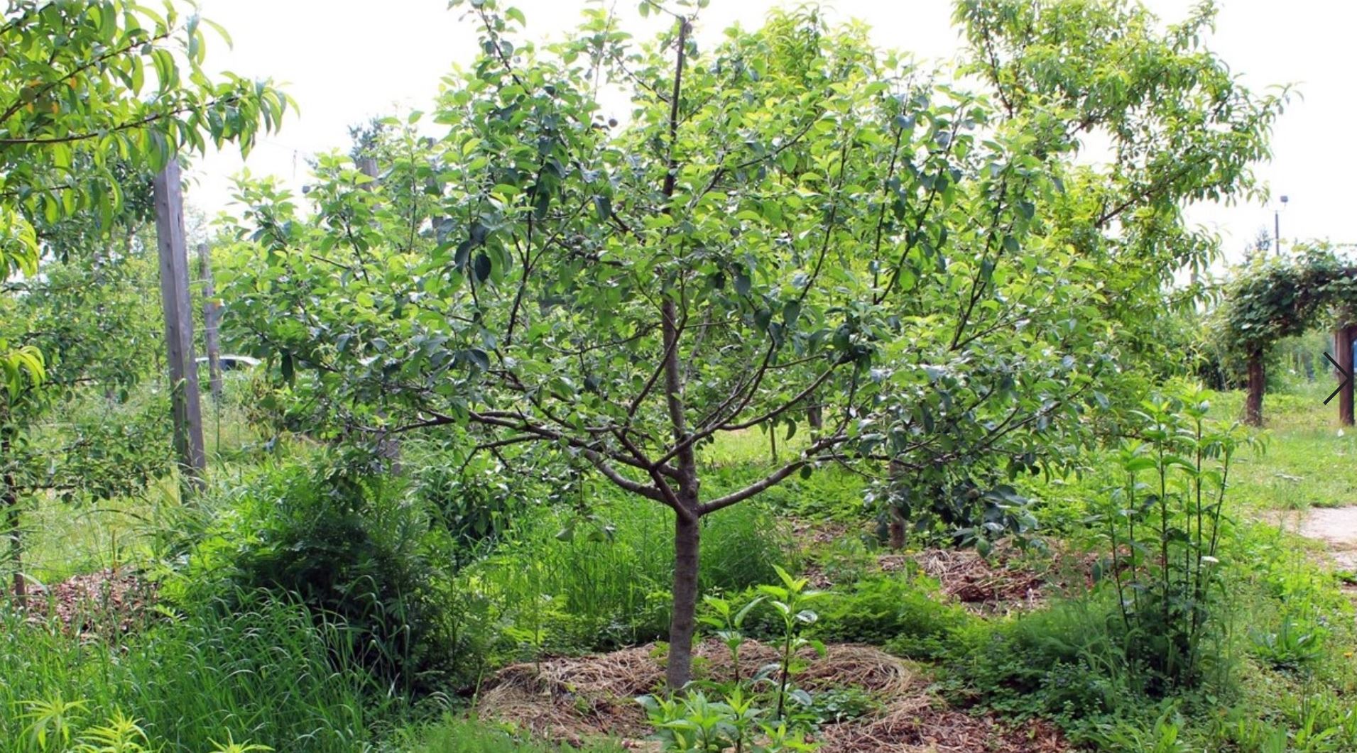 Figure 1. A community food forest in Bloomington, Indiana. Photo credit: Catherine Bukowski.