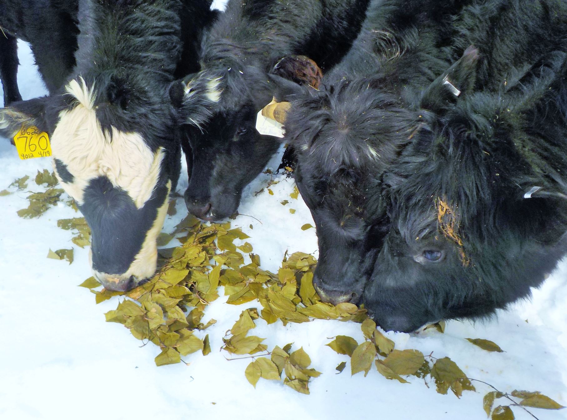Figure 3. Black Angus cattle at Meadowsweet Farm sampling ensiled yellow birch leaves on the snow mid March.