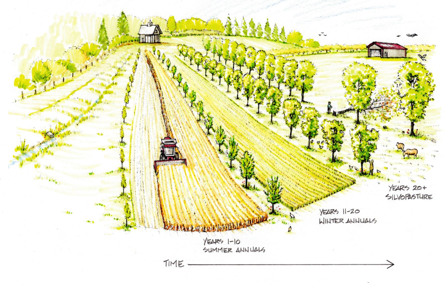 Figure 1: As this image of alley cropping demonstrates that alley cropping systems can be transitioned from summer annuals to winter annuals as trees mature, and finally to silvopasture or forest farming under a fully closed canopy.