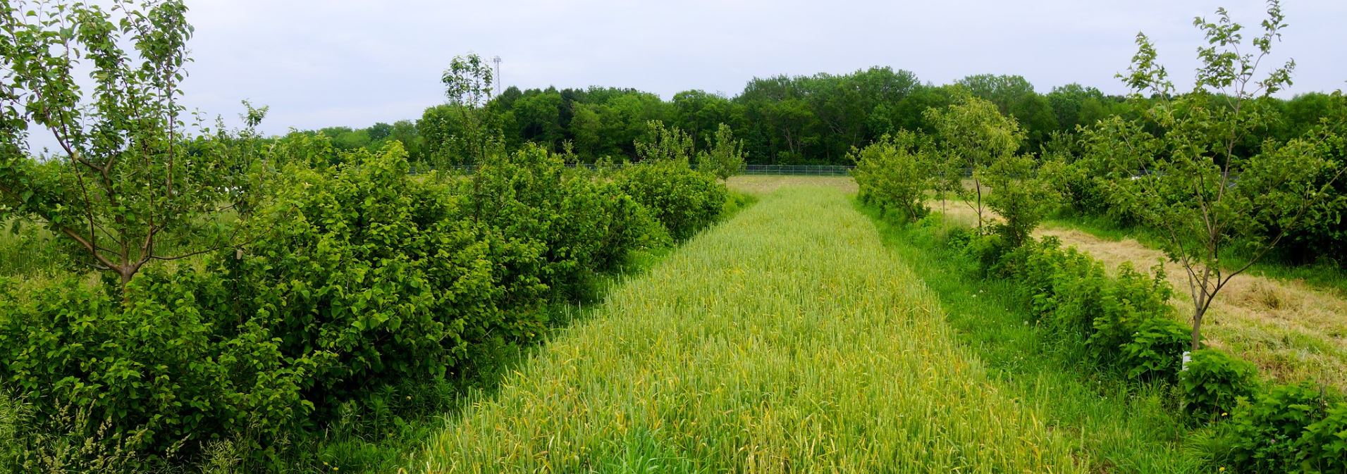 Figure 2: A diverse alley cropping system in Illinois featuring a small grain alley crop combined with a variety of shrub and tree crops.