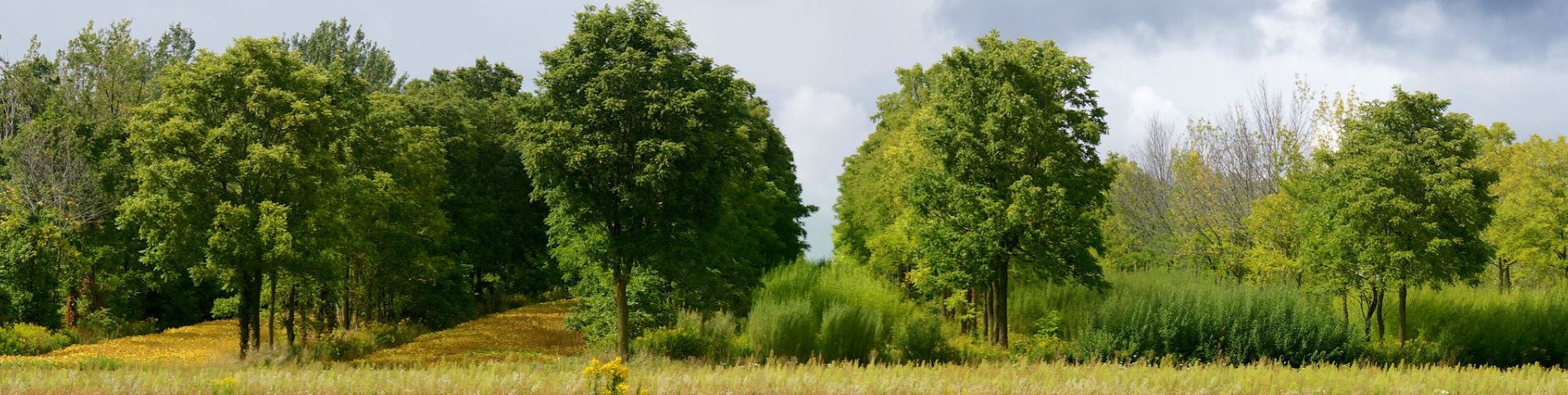 Figure 3: A mature, diverse alley cropping system featuring a variety of tree crops and alley crops (Montpellier, France).