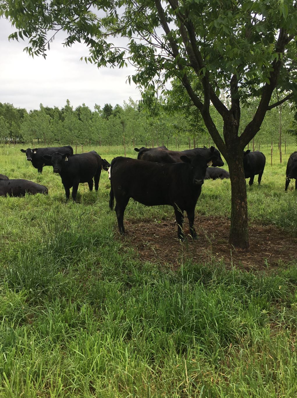 Figure 1. Beef cattle grazing in the agroforestry plots. 