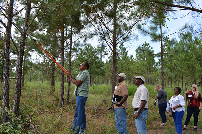 Picture 4 Landowners are learning to prune pine trees durring the hands on training session