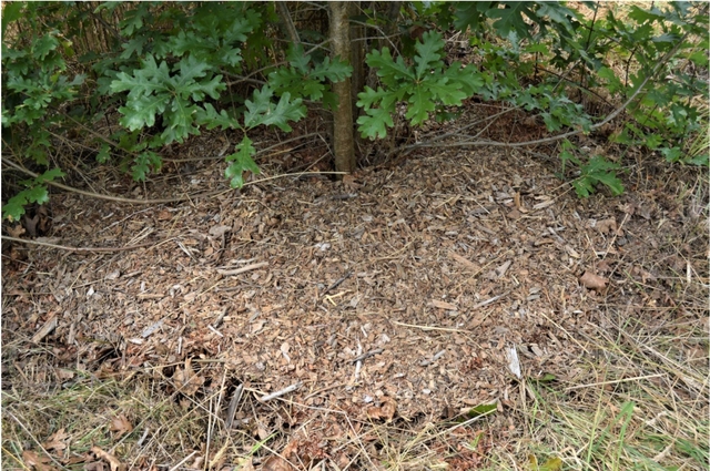 Figure 3. Mulch layer of wood chips around tree base to suppress weeds, retain moisture, build soil structure, and promote soil microbiological processes.