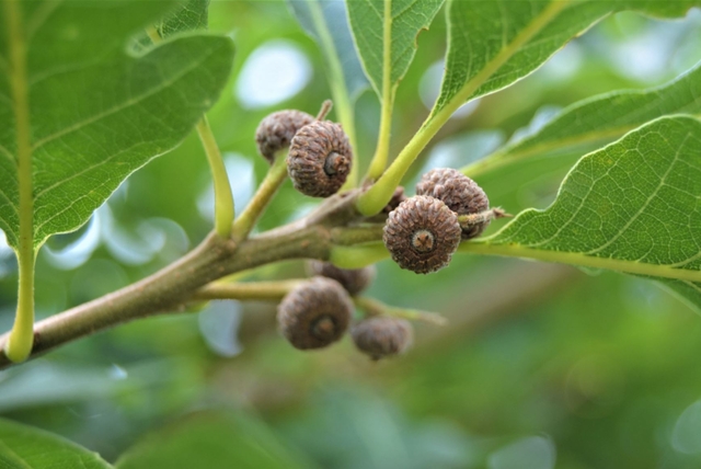 Figure 4. First crop of acorns appears to be exceptionally heavy only six years after planting.