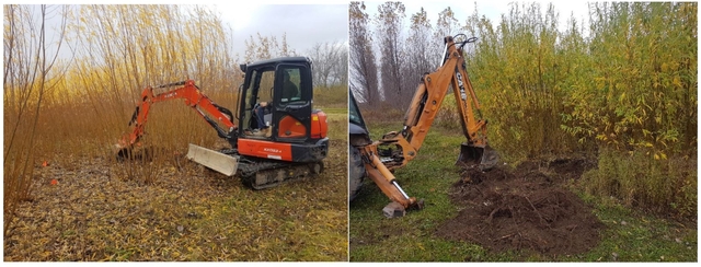 Figure 2. Destructive sampling of short-rotation willow belowground biomass (roots) in Guelph, Ontario, Canada, University of Guelph Research Station (2018)