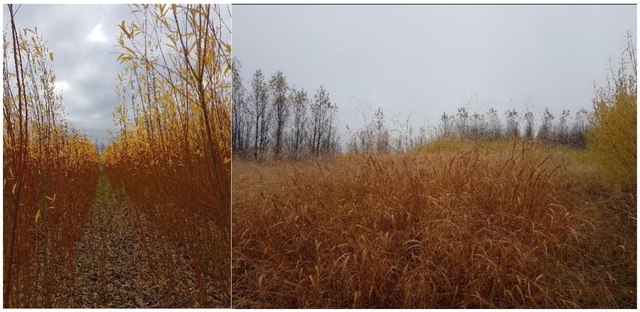 Figure 3. Willow (left) and switchgrass (right) cropping system in Guelph, Ontario, Canada [University of Guelph Research Station (2018)]. 