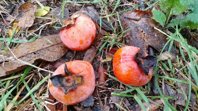 Figure 4. Persimmons