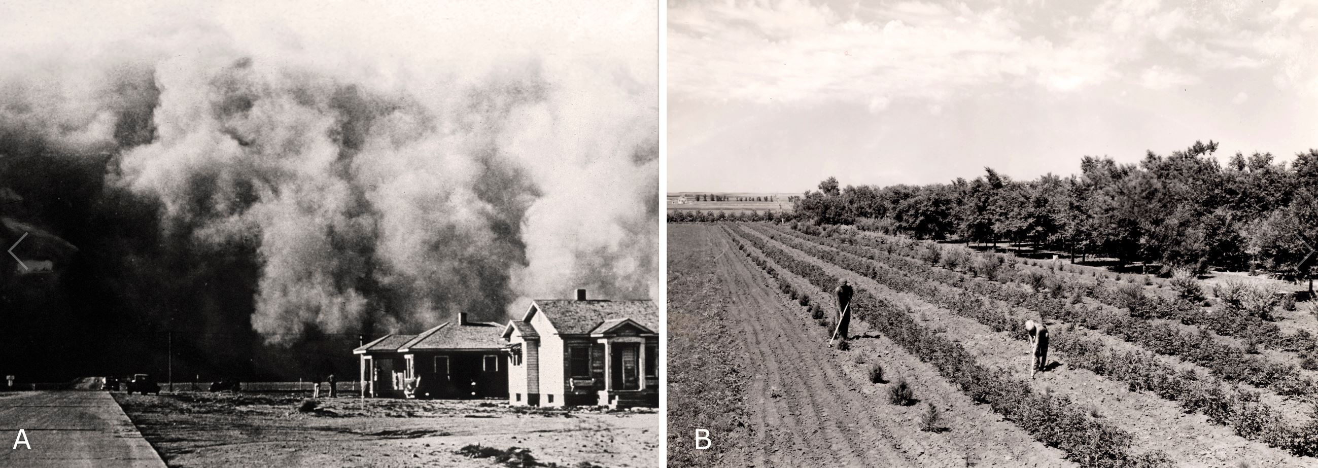 Figure 2. (A) A giant dust storm rolls across eastern Colorado during the 1930s. (B) Landowners tending to their windbreak planted with the Prairie States Forestry Project. Photos by the USDA, Natural Resources Conservation Service (A) and Forest Service (B).