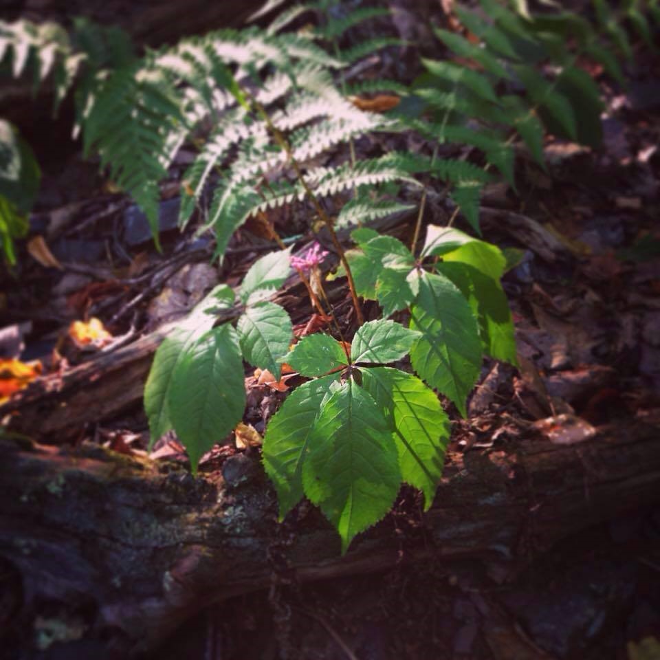 Figure 2. North American Ginseng (Panax quinquefolia). 