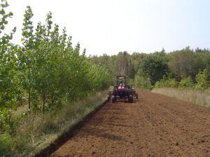 The hybrid poplar-hardwood intercropping system at St. Edouard site (Qu�bec, Canada) in 2006 during the third season of growth, showing the winter whear sowing. (Photo by D. Rivest)