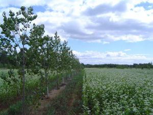 The hybrid poplar-hardwood intercropping system at St. Paulin site (Qu�bec, Canada) in 2005 during the second season of growth, showing the buckwheat flowering. (Photo by D. Rivest)