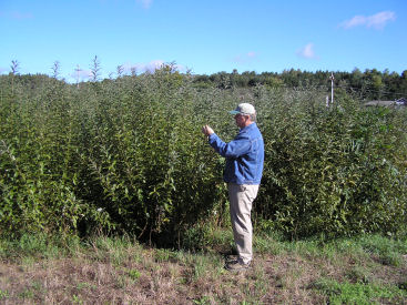 Bill Schroeder, AAFC-PFRA researcher, evaluates re-sprouting o­n harvested willow