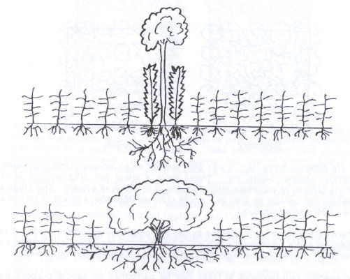 Figure 1 - Lower shows unconstrained tree growth. Upper shows tree-crop association increasing the LER.