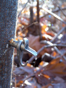 Bigleaf maple sap tap. Photo courtesy of Gary Backlund.