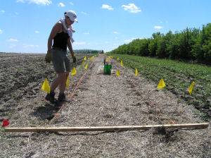 AAFC-PFRA technician inspects alley-cropping site.